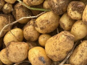 Selanik tohumuyla günde 15 tır patatesi dünyaya satıyor!