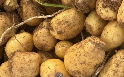 Selanik tohumuyla günde 15 tır patatesi dünyaya satıyor!