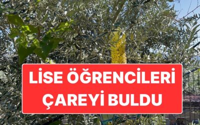 Çiftçiler Kullanmaya Başladı: Lise Öğrencilerinin Projesi Akdeniz Meyve Sineğine Çözüm Oldu