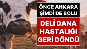 Deli Dana Kabusu Geri Döndü: Ankara’dan Sonra Bolu’da da Deli Dana Hastalığı Ortaya Çıktı
