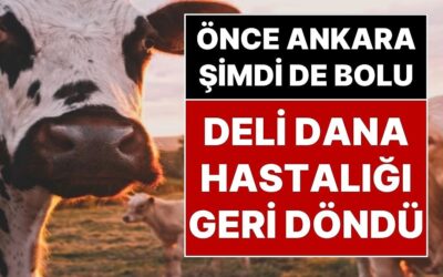 Deli Dana Kabusu Geri Döndü: Ankara’dan Sonra Bolu’da da Deli Dana Hastalığı Ortaya Çıktı