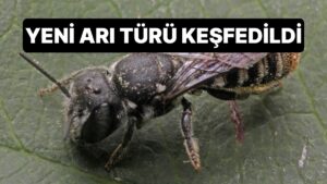 Batı Avustralya&apos;da Yeni Arı Türü Keşfedildi: Arıya Lucifer Adı Verildi