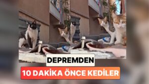 Bir Vatandaş Depremden 10 Dakika Önce Sokağındaki Kedilerin Sergilediği Garip Davranışları Paylaştı