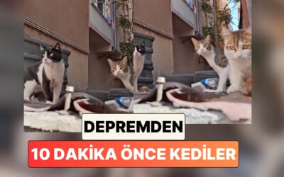 Bir Vatandaş Depremden 10 Dakika Önce Sokağındaki Kedilerin Sergilediği Garip Davranışları Paylaştı