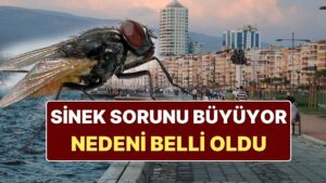 İzmir&apos;deki Karasinek İstilasının Nedeni Belli Oldu: Uzman Uyarıda Bulundu