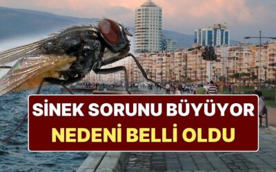 İzmir&apos;deki Karasinek İstilasının Nedeni Belli Oldu: Uzman Uyarıda Bulundu