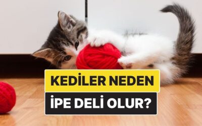 Kediler Neden İp Görünce Deliye Dönüyor?