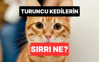 Bu Kadar Yaramaz Olmalarının Sebebi Ne? Turuncu Kedilerin Yüzyıllık Gizemi Ortaya Çıktı