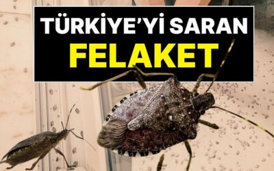 “Son Virajdayız!”: Türkiye’nin Her Yerine Yayılan Kokarca Felaketi Artarak Devam Ediyor