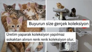 Biz Kedi Ülkesiyiz! Evdeki Kedi Koleksiyonlarını Göstererek Sıcacık Yapan Kullanıcılar