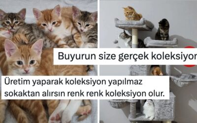 Biz Kedi Ülkesiyiz! Evdeki Kedi Koleksiyonlarını Göstererek Sıcacık Yapan Kullanıcılar