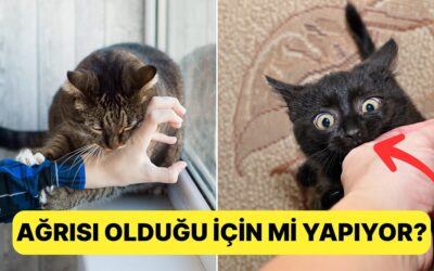 Tek Favori Toksik İlişkimiz: Siz Kedinizi Sevmeye Çalışırken Neden Isırıyor?