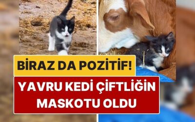 Biraz da Pozitif: Yavru Kedinin Çiftlikteki Yaramaz Halleri Kalpleri Eritti!