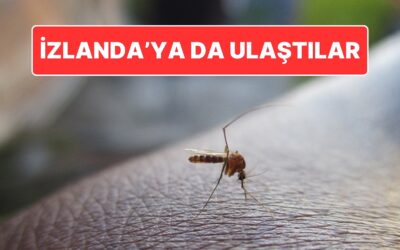 İzlanda’da Sivrisinek Şaşkınlığı: Ülkede İlk Kez Sivrisinek Tespit Edildi