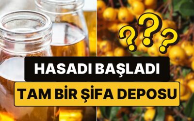 Şifa Deposu Meyvenin Hasadı Başladı: Sarp Arazilerde Yetişiyor, İnsanı Dinçleştiriyor!