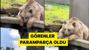 Darıca Hayvanat Bahçesi&apos;nde Görüntülenen Ayı Sosyal Medyada Gündem Oldu