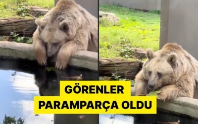 Darıca Hayvanat Bahçesi&apos;nde Görüntülenen Ayı Sosyal Medyada Gündem Oldu