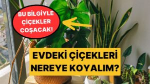 Sardunya, Bambu, Paşa Kılıcı…Evinizde Hangi Bitkiyi Nereye Koymalısınız?