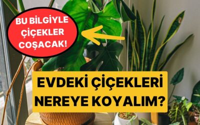 Sardunya, Bambu, Paşa Kılıcı…Evinizde Hangi Bitkiyi Nereye Koymalısınız?
