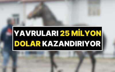 Yavruları 25 Milyon Dolar Kazandırıyor! Dünyaca Ünlü Belardo Türkiye'de