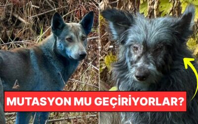Mutasyon mu Geçiriyorlar? Çernobil&apos;de Görülen Mavi Köpeklerin Sırrı Çözüldü