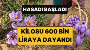 Pek Çok Sektörde Kullanılıyor: Kilosu 600 Bin TL&apos;ye Yükselen &quot;Altınla Yarışan&quot; Baharat