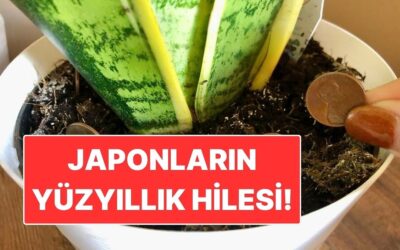 Japonların Yüzyıllık Hilesi! Saksıya Bozuk Para Koyun, Farkı Görün