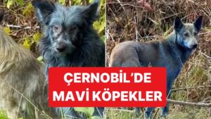 Çernobil'de Yıllar Sonra Mavi Renkli Köpekler Görüldü
