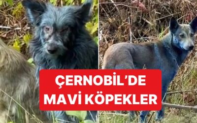 Çernobil&apos;de Yıllar Sonra Mavi Renkli Köpekler Görüldü