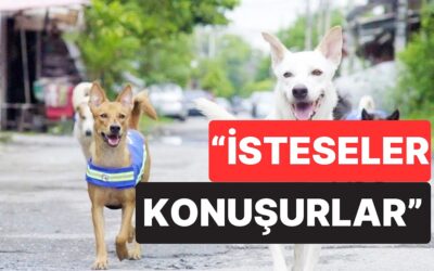 İhtiyaç mı Duymuyorlar? Bilim İnsanları Köpeklerin Neden Konuşamadığını İlk Kez Açıkladı