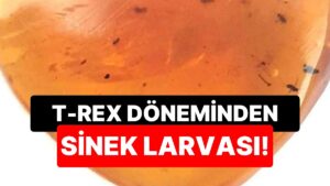 T-Rex Döneminden Kalma Sivrisinek Larvası Keşfedildi
