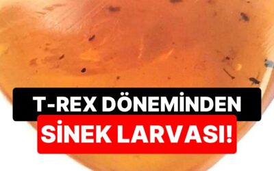 T-Rex Döneminden Kalma Sivrisinek Larvası Keşfedildi