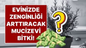 Evinizin Girişine Koyun, Şans ve Para Kazanın! Biberiyenin Feng Shui&apos;deki Mucizevi Yeri