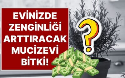Evinizin Girişine Koyun, Şans ve Para Kazanın! Biberiyenin Feng Shui&apos;deki Mucizevi Yeri