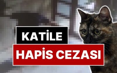 Kedi Cezve&apos;nin Katilinin Cezası Belli Oldu: Üst Sınırdan Hapis Cezası!