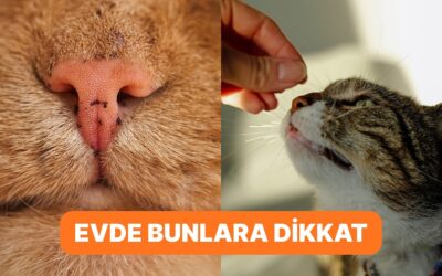 Kedisini Seven Bunu Yapmaz! Tüylü Dostlarımızın Dayanamadığı Kokular