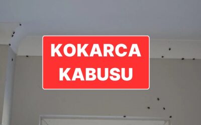 Bakanlıktan Çocuklar İçin Kokarca Böceği Toplama Yarışması: Kazanana Bisiklet Verilecekmiş