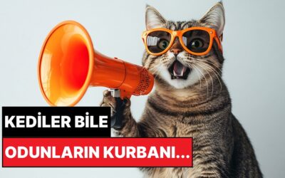 Bilkent Üniversitesi Açıkladı: Kediler Neden Erkeklere Daha Çok Miyavlar?