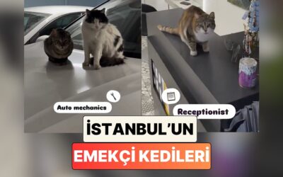 Hepsi Ekmeğinin Derdinde: İstanbul'un Meşhur Kedileri Bu Sefer İşlerinin Başlarında Görüntülendi