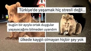 Kars&apos;ta Yol Kenarında Bitkin Halde Bulunan Bozayı Yavrusu Kullanıcıların Yüreğini Dağladı