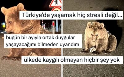 Kars&apos;ta Yol Kenarında Bitkin Halde Bulunan Bozayı Yavrusu Kullanıcıların Yüreğini Dağladı