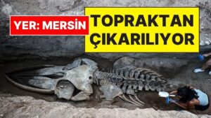 Mersin’de Sahile Vurduktan Sonra Toprağa Gömülen 14 Metrelik Fin Balinasının İskeleti Yeniden Çıkarılıyor