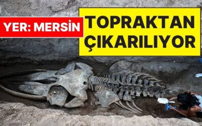 Mersin’de Sahile Vurduktan Sonra Toprağa Gömülen 14 Metrelik Fin Balinasının İskeleti Yeniden Çıkarılıyor