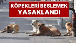 İstanbul Valiliği Karar Aldı: İstanbul&apos;da Sokak Köpeklerini &apos;Kontrolsüz Beslemek&apos; Yasaklandı