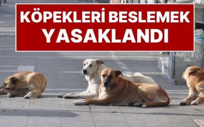 İstanbul Valiliği Karar Aldı: İstanbul&apos;da Sokak Köpeklerini &apos;Kontrolsüz Beslemek&apos; Yasaklandı
