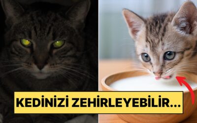 Bilim İnsanları Anlatıyor: Kediler Hakkında Bildiğimiz 4 Yaygın Yanlış Bilgi