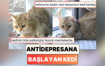 Artas İsimli Bir Kedi, Obsesif Kompulsif Bozukluğu Nedeni ile Antidepresan Tedavisine Başladı