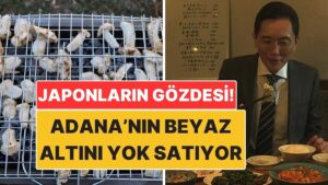 Japonya&apos;nın Gözdesi Oldu: Adana&apos;nın Beyaz Altını Sedir Mantarı Kapış Kapış Gidiyor!