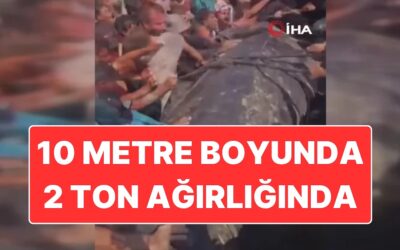 Gazze’de Karaya Vuran 10 Metre Boyunda ve 2 Ton Ağırlığındaki Balık Görenleri Hayreti Düşürdü