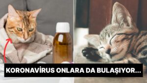 Hazır Kış Kapıda… Kediler de Grip Olur mu?